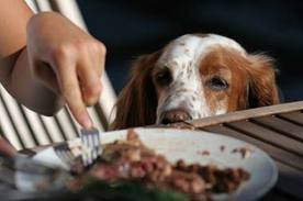 begging dog at the table
