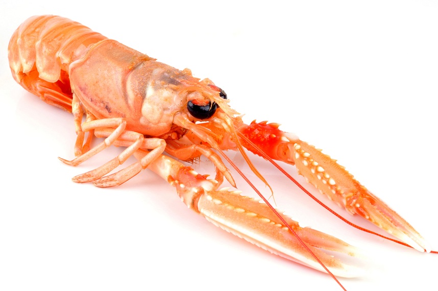 Une langoustine