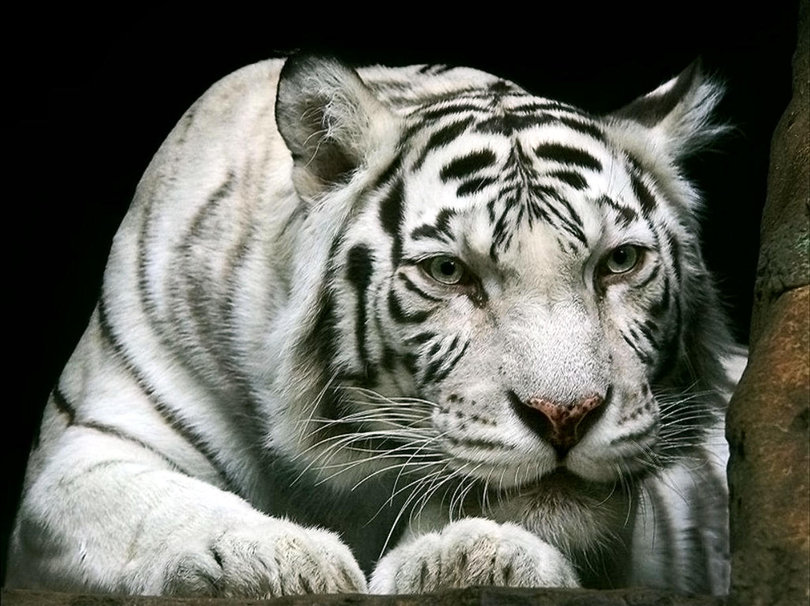 white-tiger